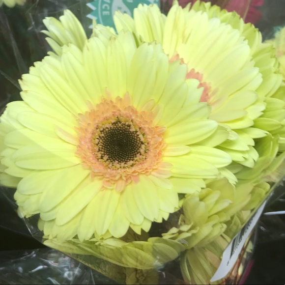 Meet your Posher, Nina - Picture 1 of 1